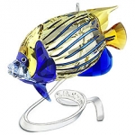 Emperor Angelfish, Jonquil