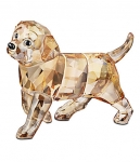 Golden Retriever, standing